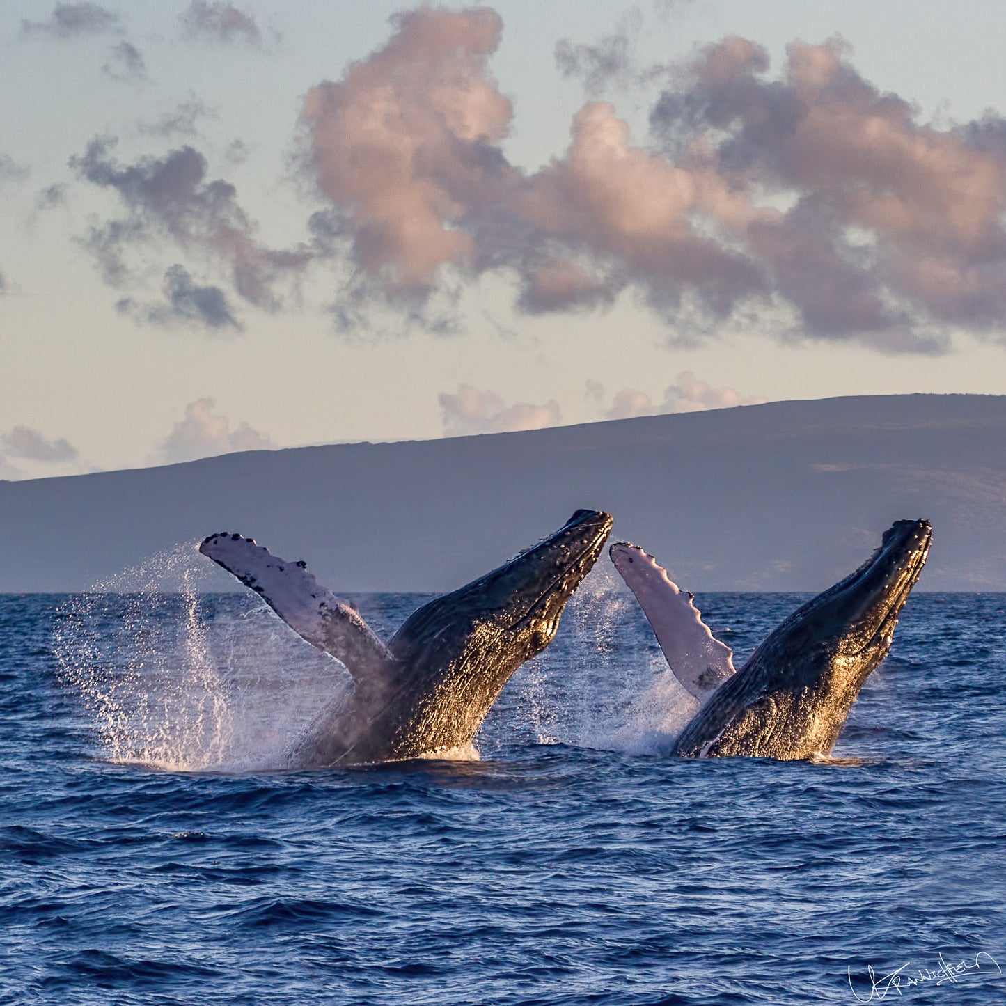 Two humpback whales breaching in the ocean with a scenic background