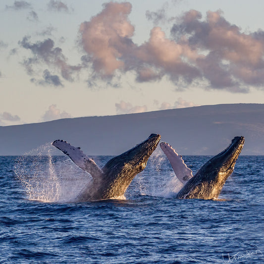 Two humpback whales breaching in the ocean with a scenic background