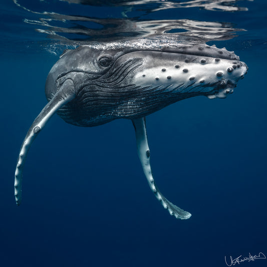 Humpback whale underwater with blue water background