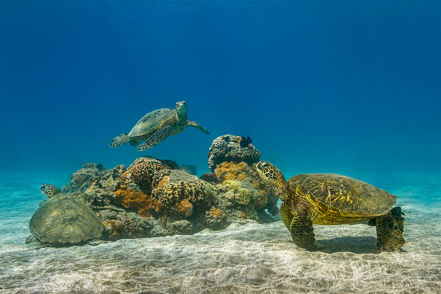 Three sea turtles near a rocky outcrop underwater with clear blue water.
