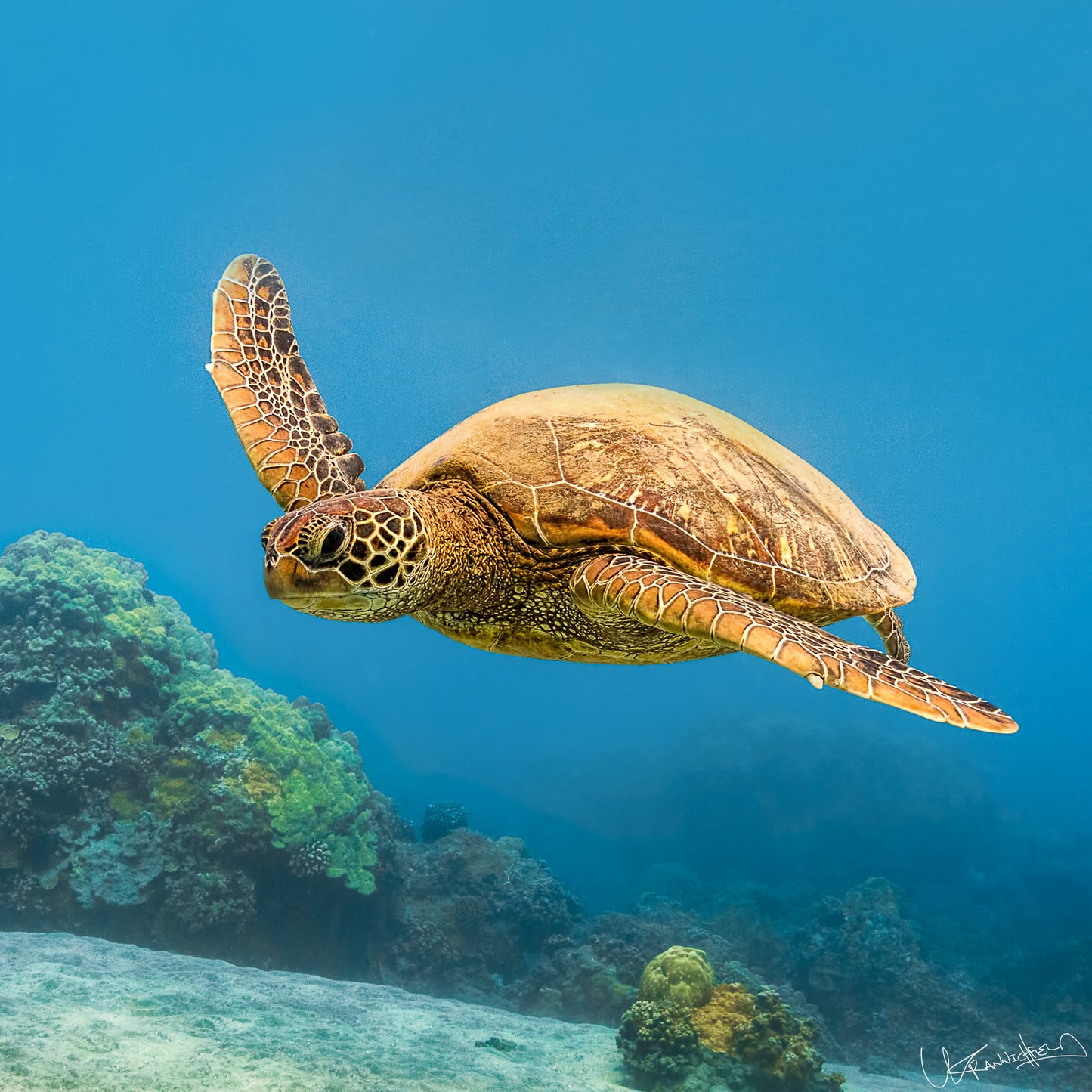 Sea turtle swimming in clear blue water with coral reefs