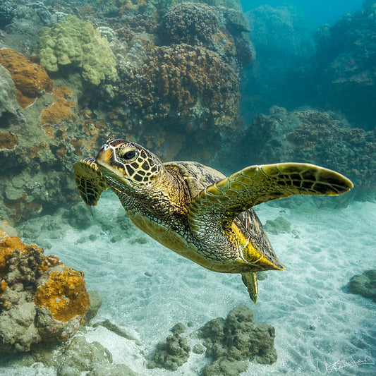Green sea turtle swimming near coral and rocks underwater