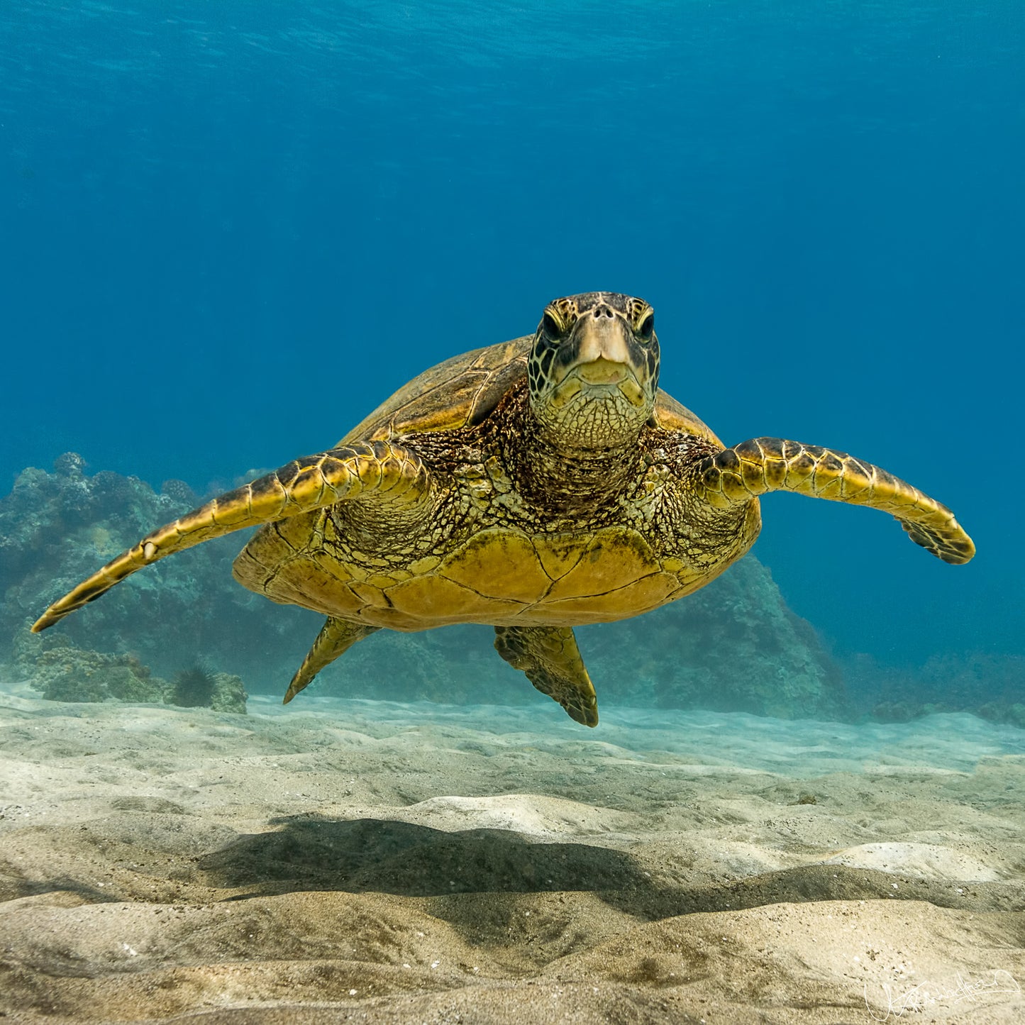Green sea turtle swimming in clear blue water near a sandy ocean floor