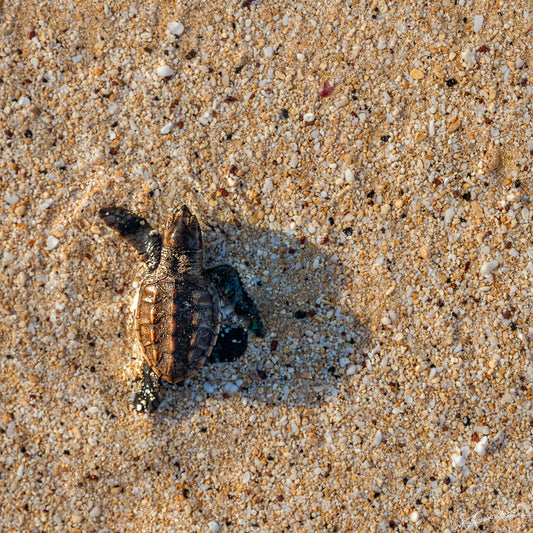 Baby turtle on sandy beach