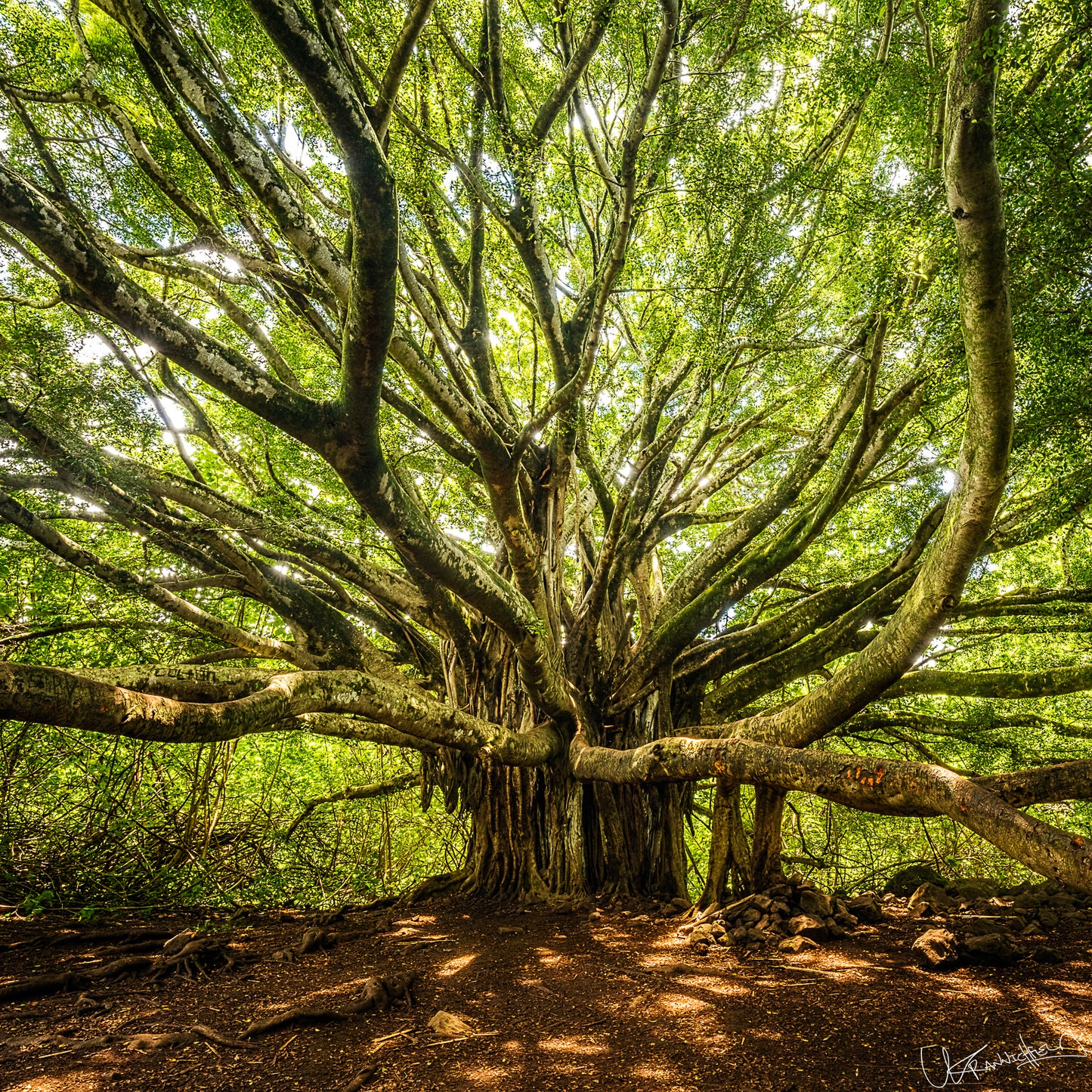 Large, ancient tree with sprawling branches in a forest setting