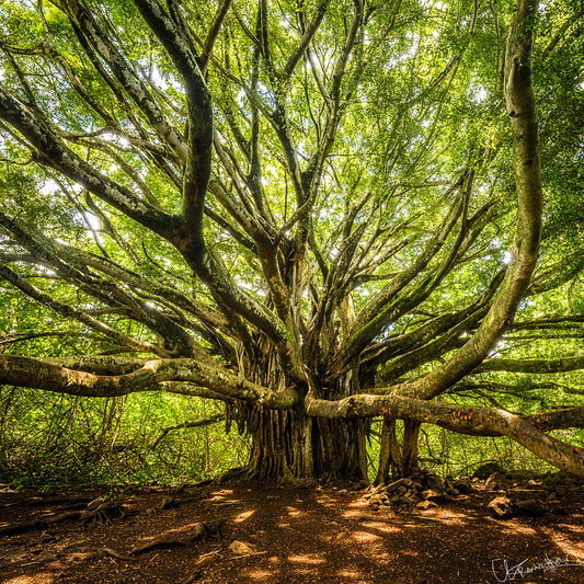 Large, ancient tree with sprawling branches in a forest setting