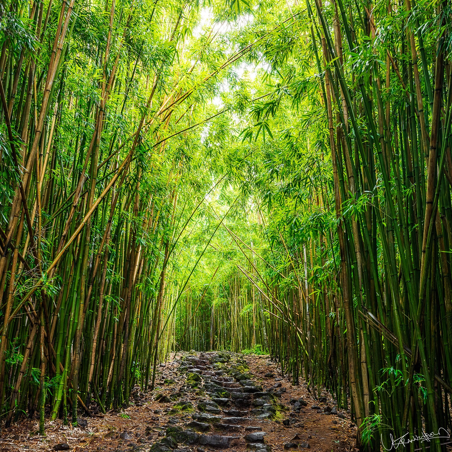 Pathway through a dense bamboo forest with tall green stalks on either side.