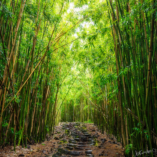 Pathway through a dense bamboo forest with tall green stalks on either side.