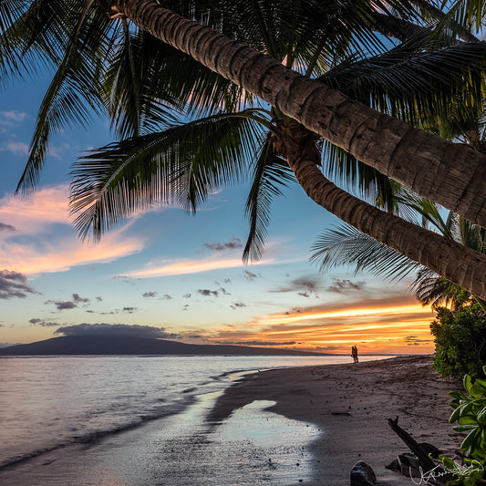Palm tree on a beach with a sunset over water and mountains in the background