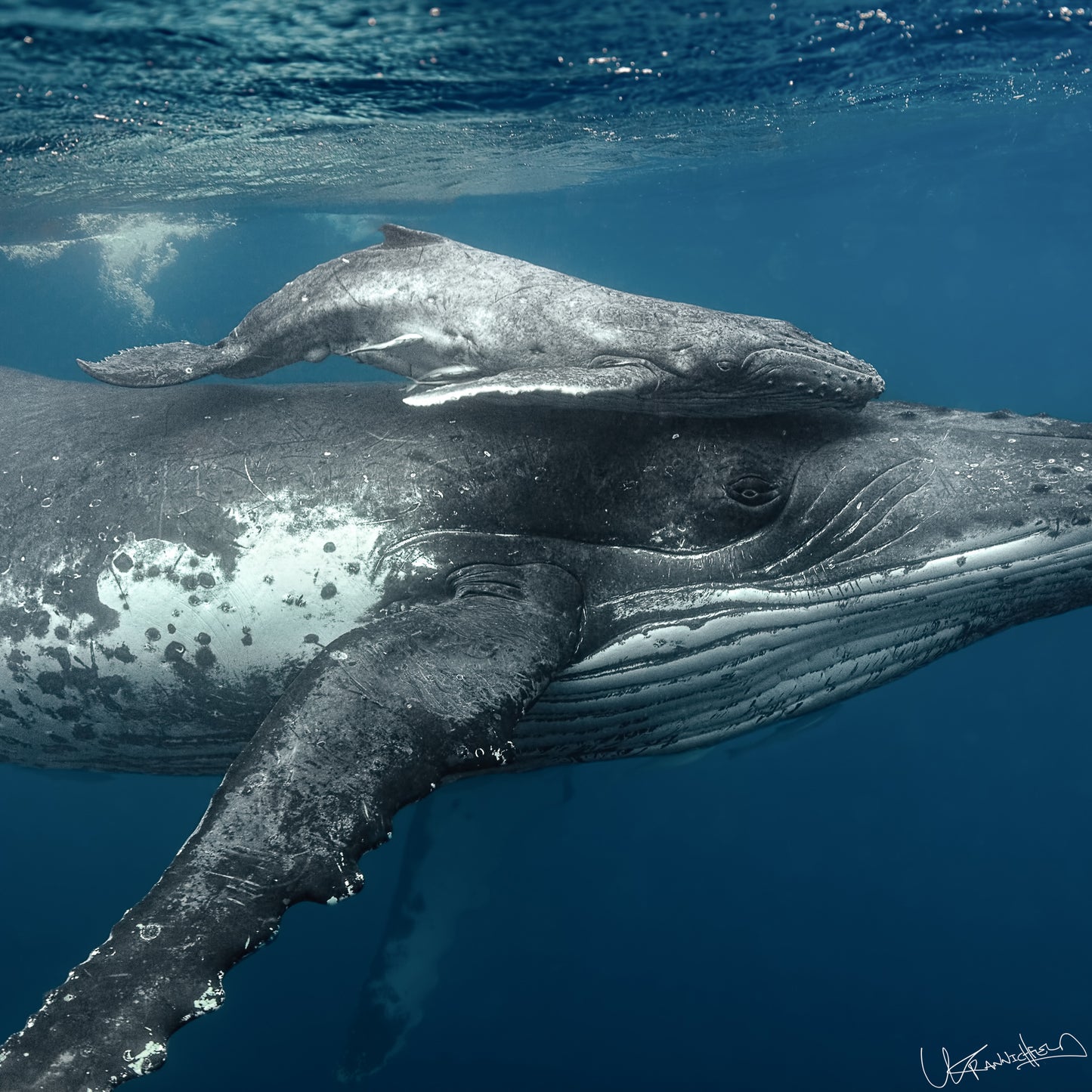 Two whales swimming close together in the ocean.