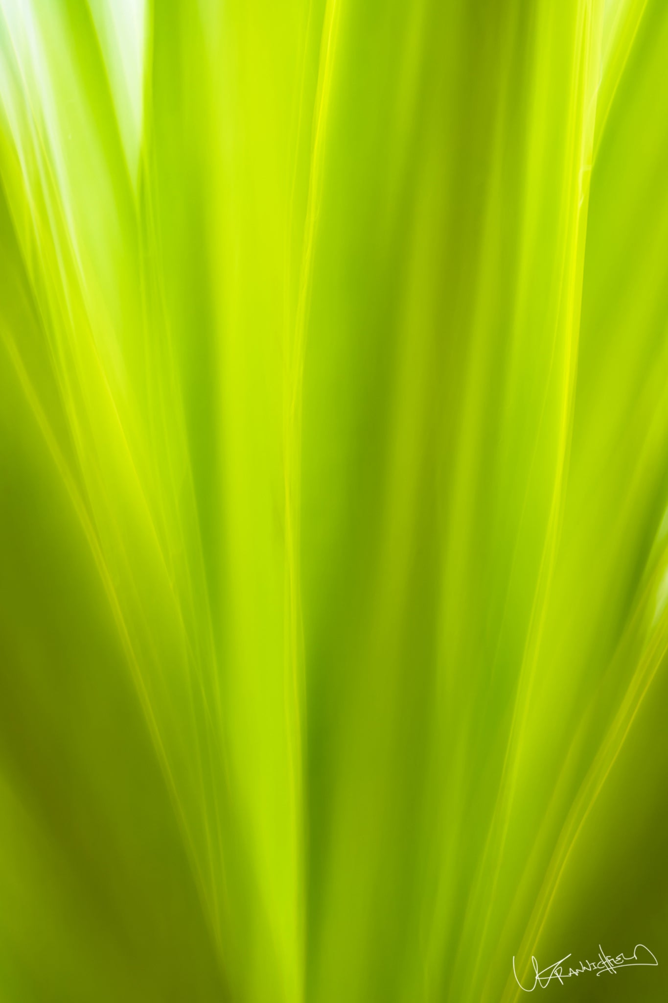 Close-up of bright green plant leaves