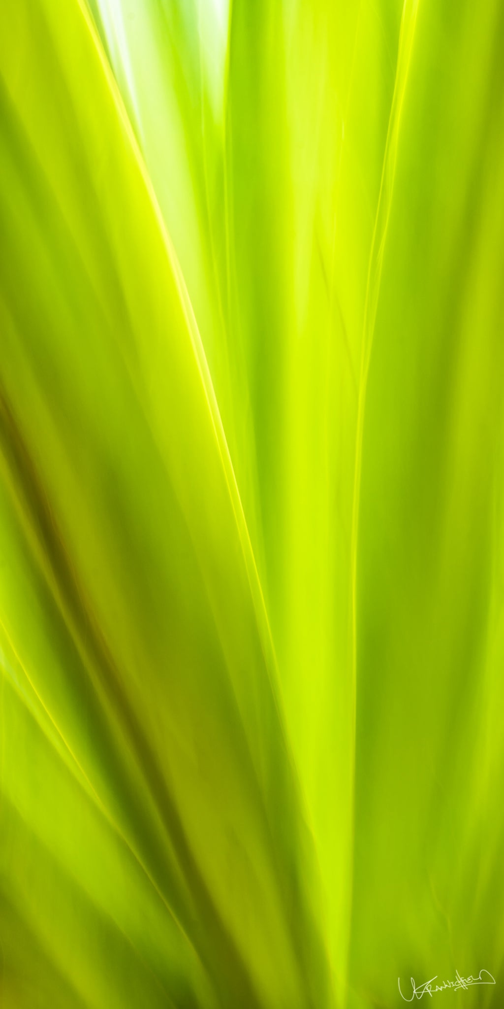 Close-up of bright green leaves with a blurred background