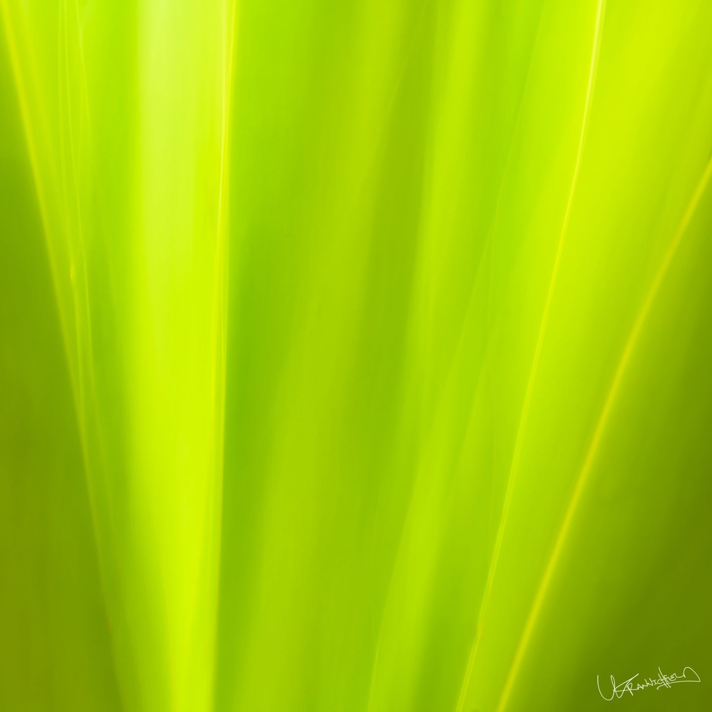 Close-up of a bright green leaf with a blurred background