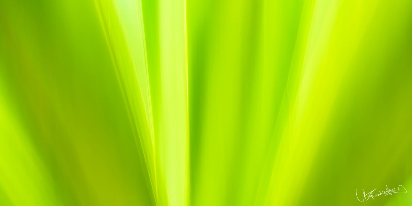Close-up of a bright green leaf with a blurred background