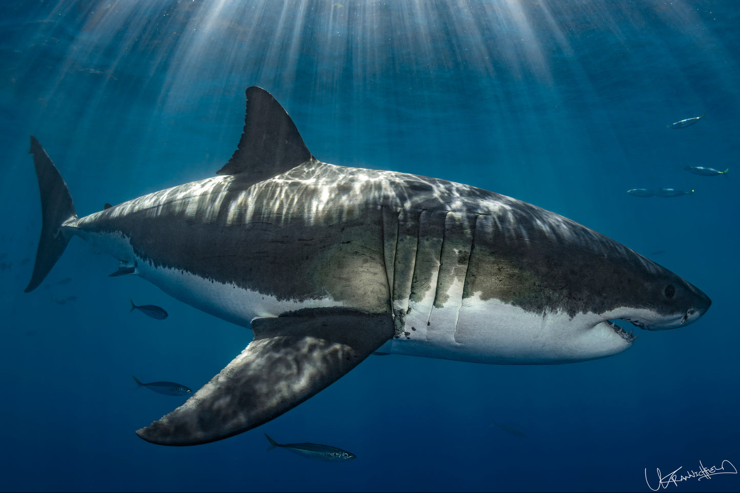 Great white shark swimming in clear blue water with sunlight filtering through.