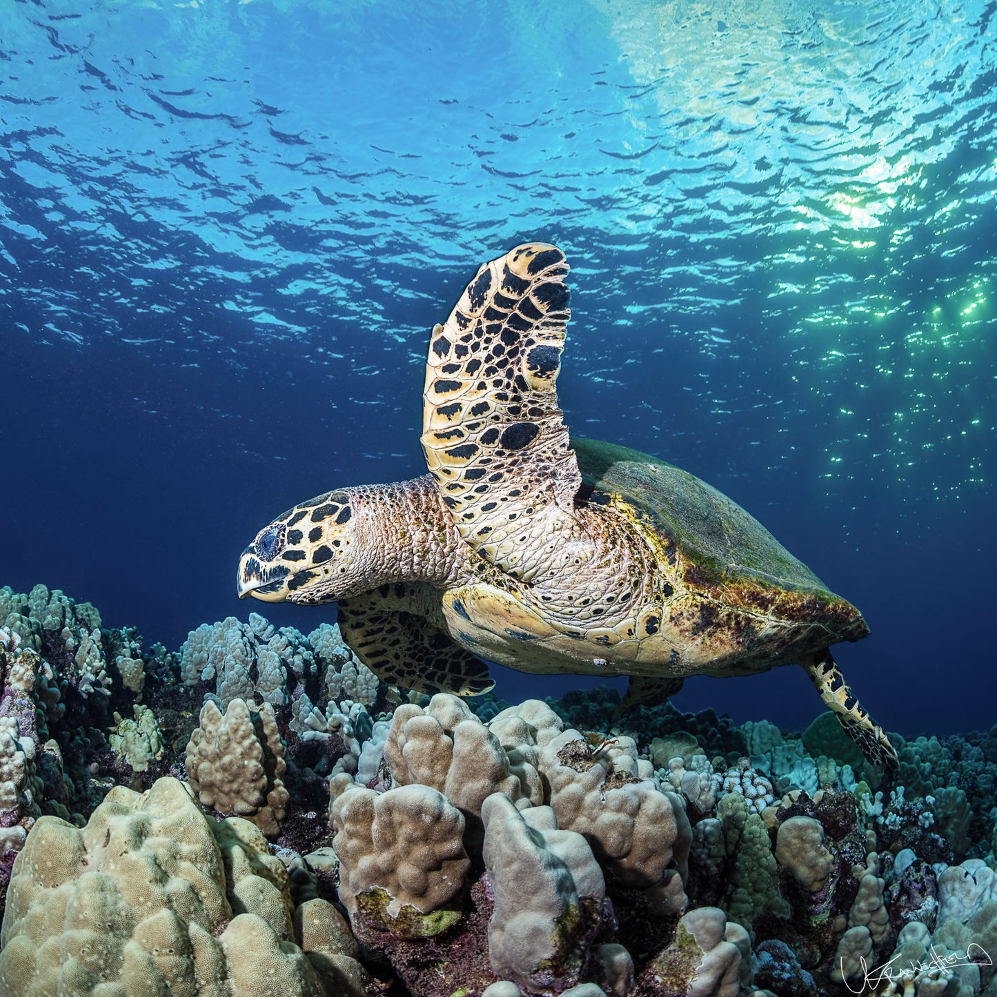 Turtle swimming in clear blue water with coral reef