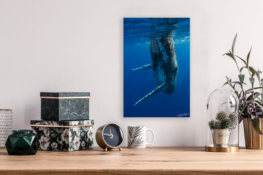 Decorative shelf with a whale photograph, clock, and plants against a white wall.