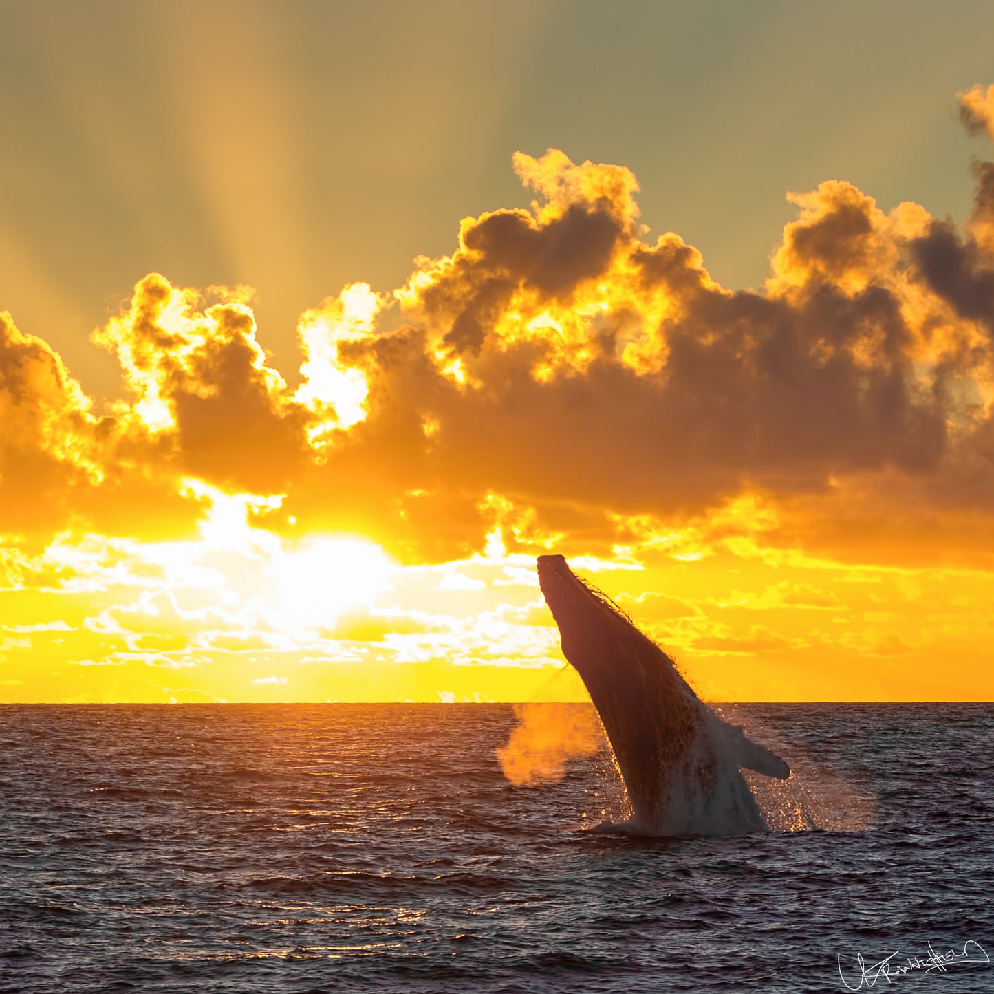 Whale breaching out of water with a sunset and clouds in the background