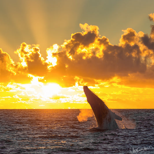 Whale breaching out of water with a sunset and clouds in the background