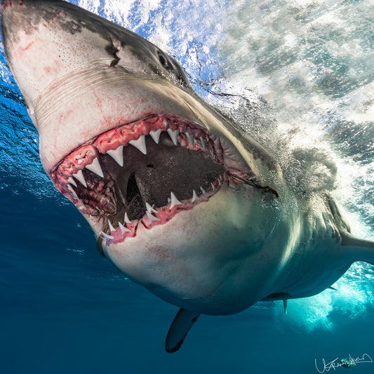 Close-up of a shark with its mouth open underwater