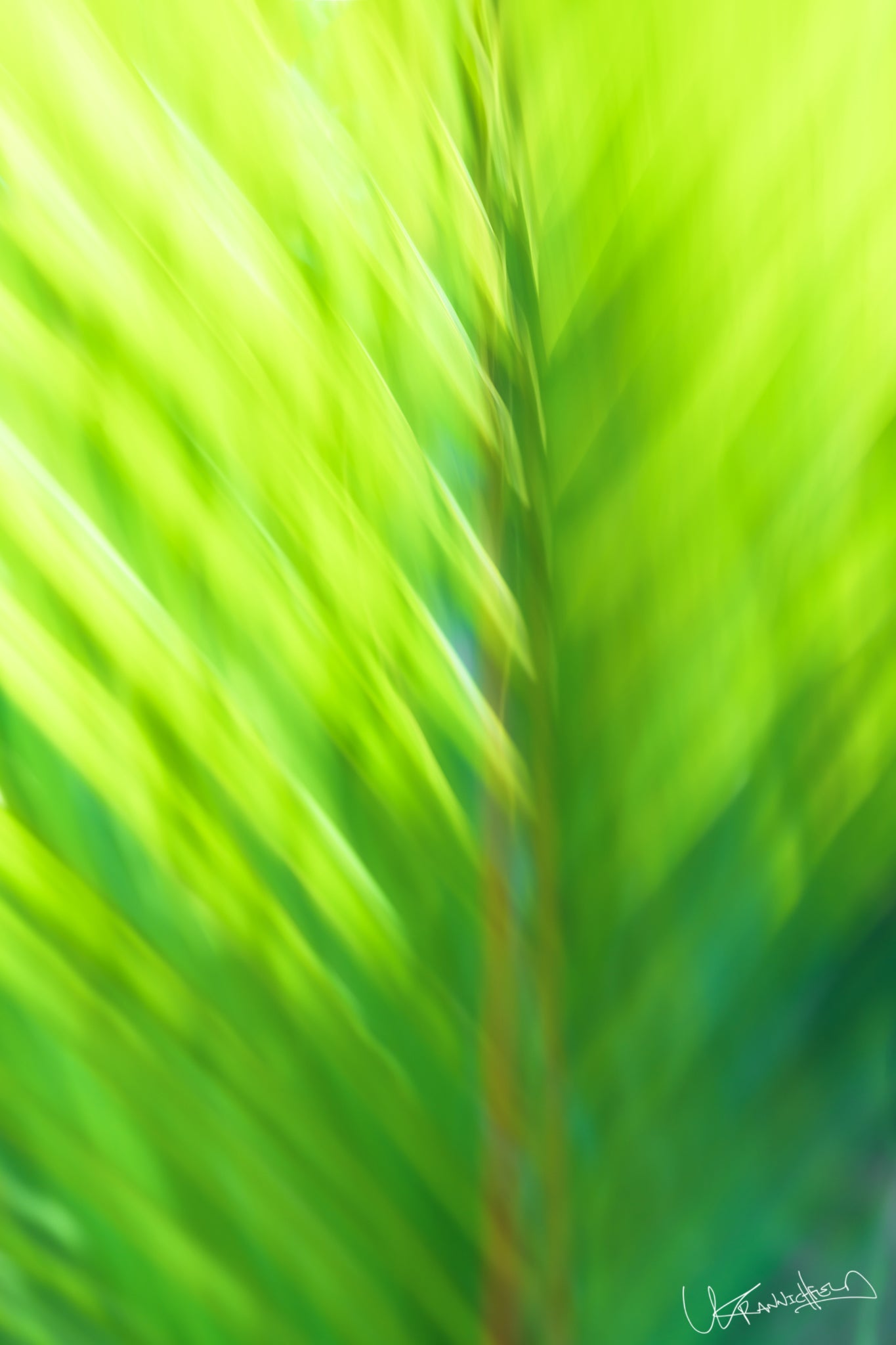 Close-up of a palm leaf with a blurred background