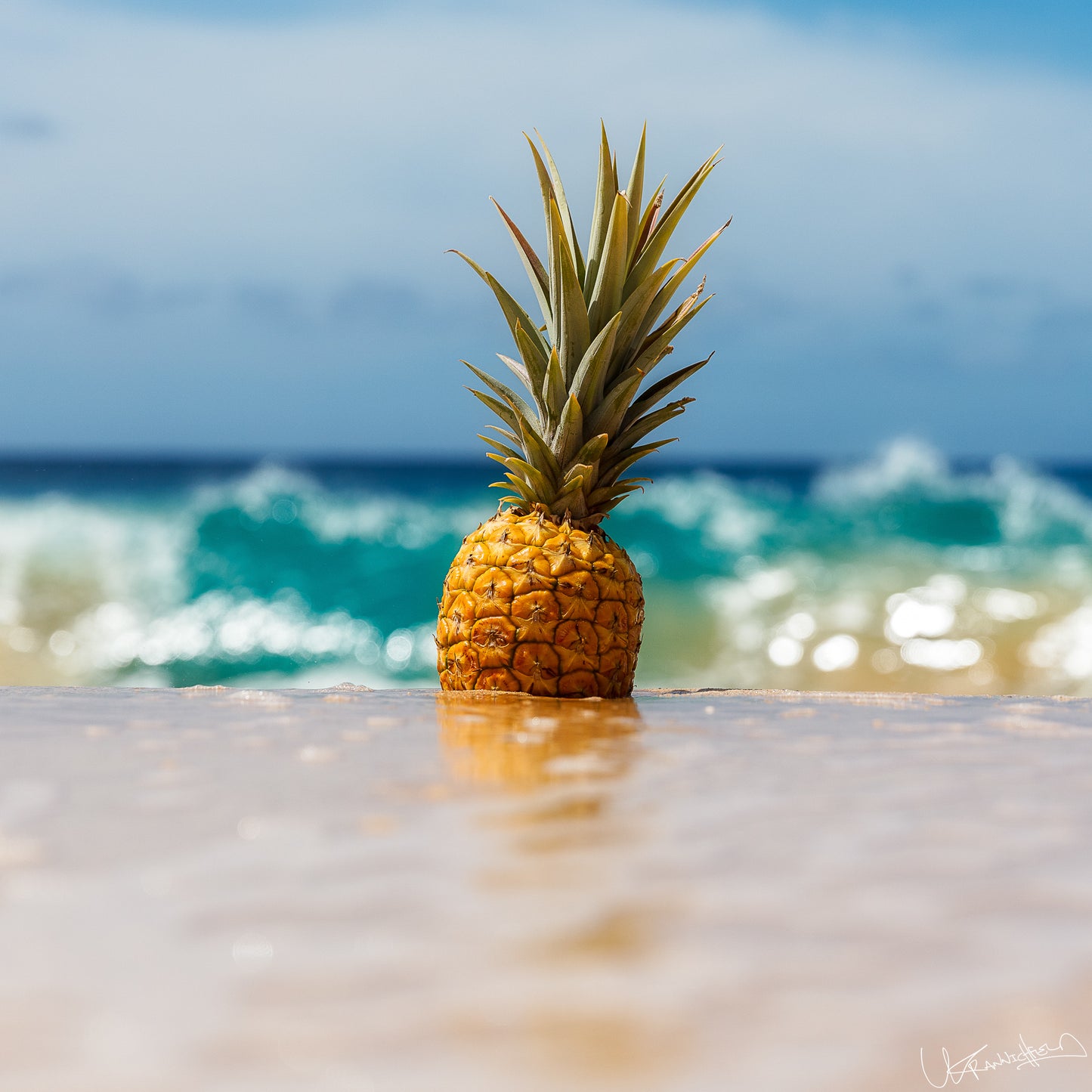 Pineapple in shallow water with ocean waves in the background