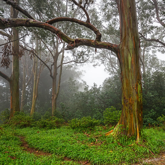Misty forest scene with a large tree in the foreground