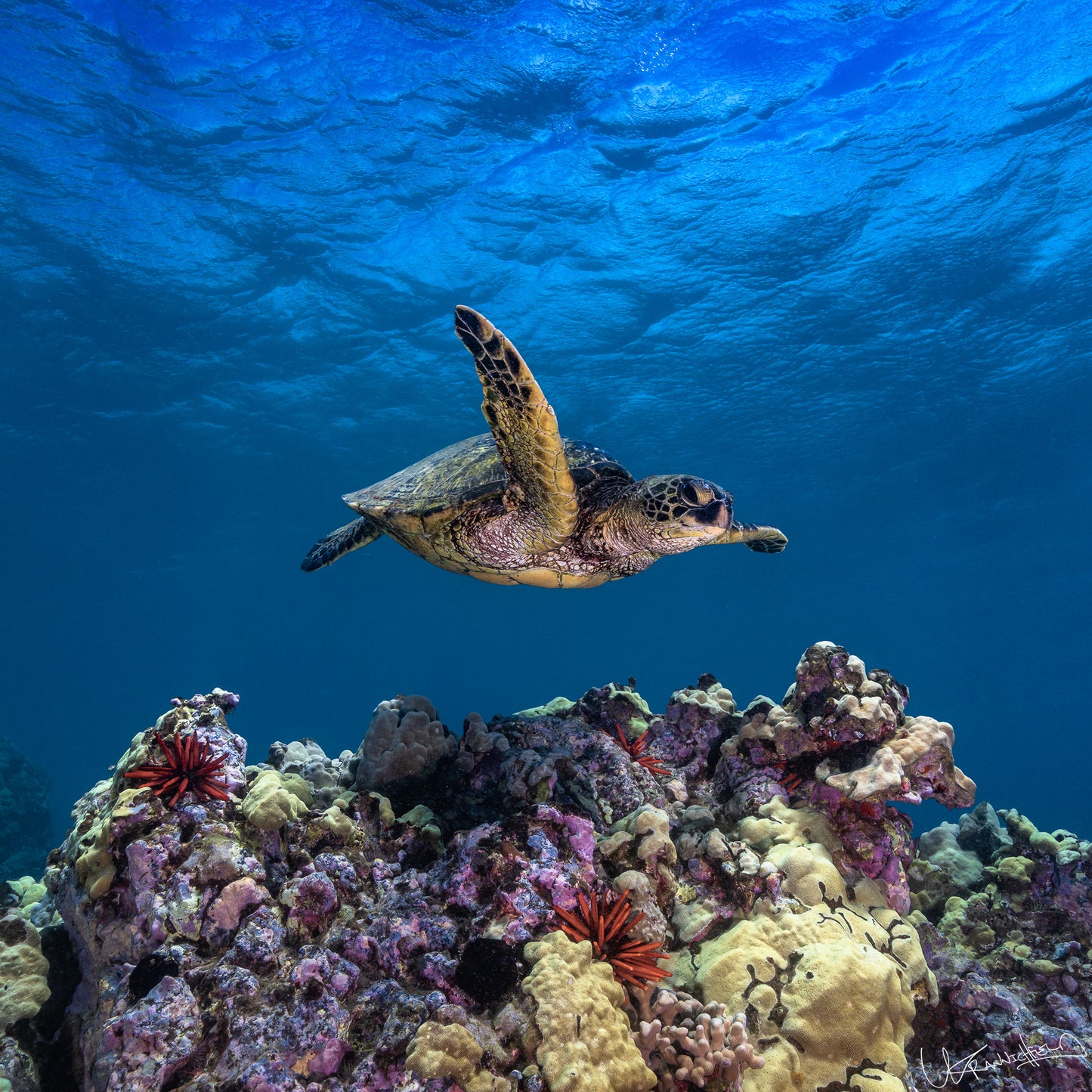 Tortoise swimming above a colorful coral reef underwater