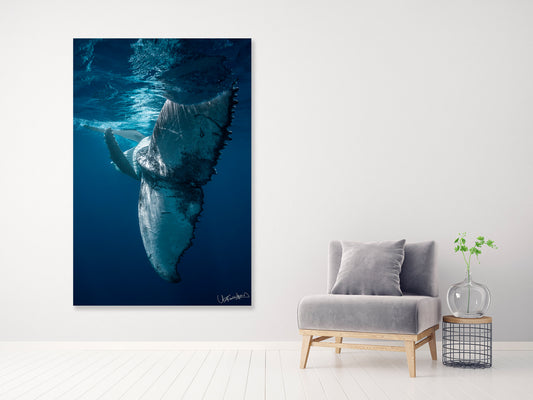 Large whale underwater photo on a white wall above a gray armchair.