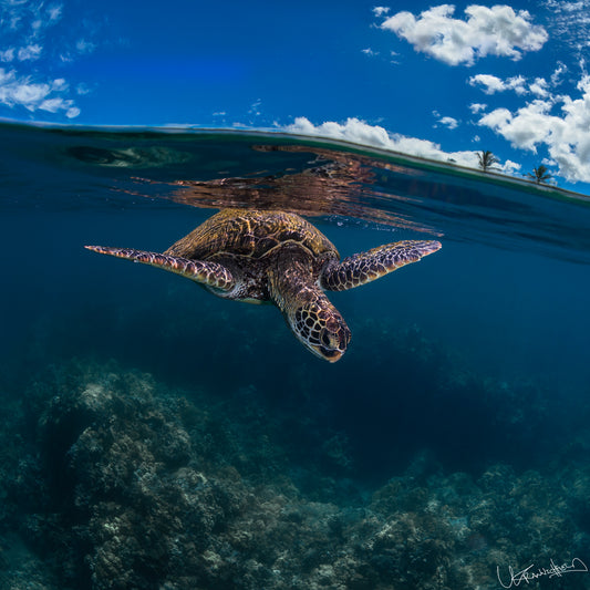 Turtle swimming underwater with a split view of water and sky above