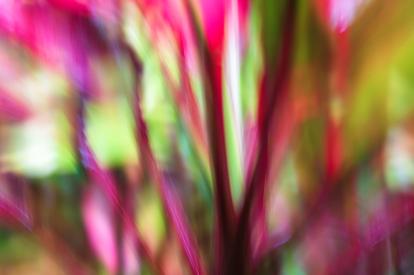 Close-up of a plant with vibrant pink and green leaves.