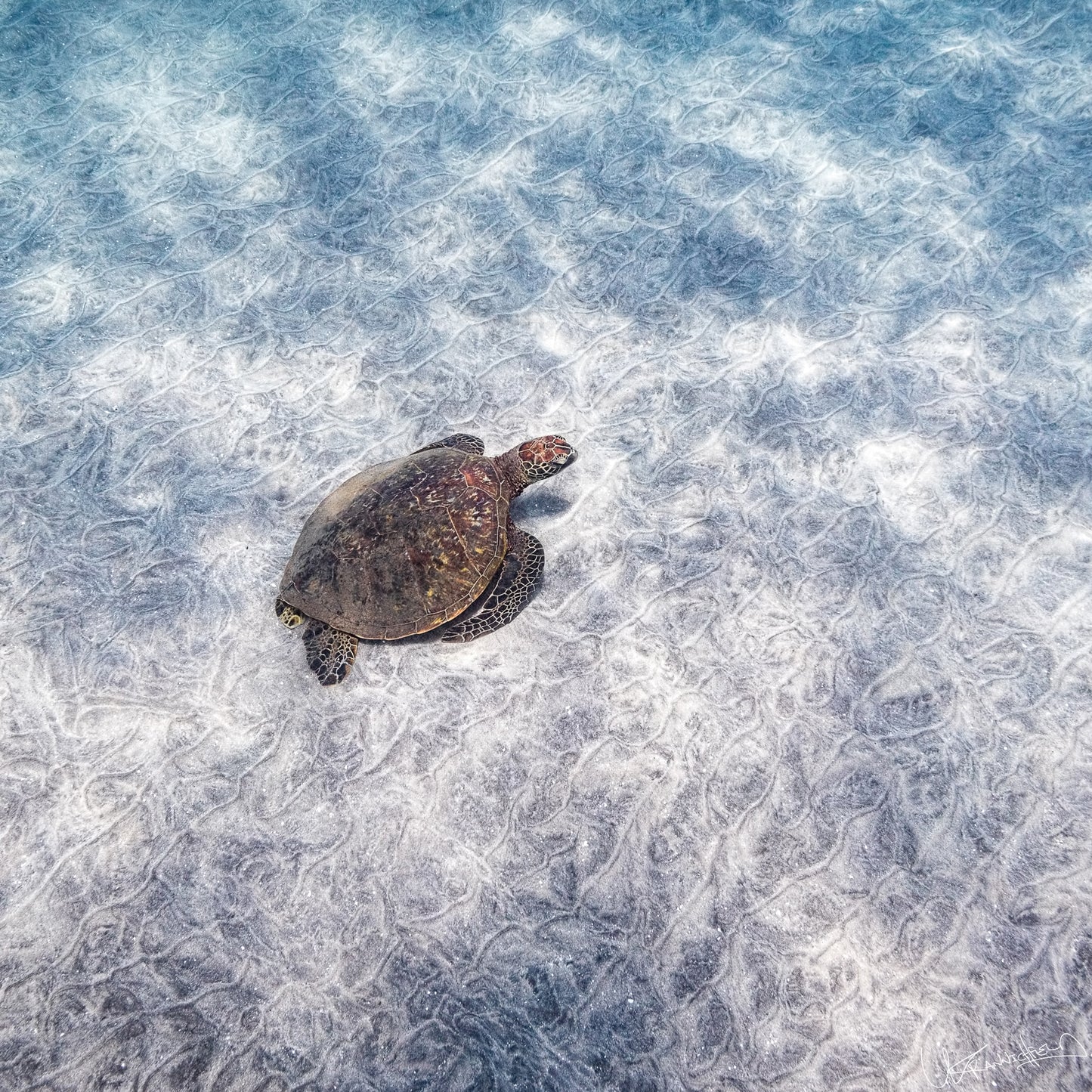 Turtle on a textured white surface