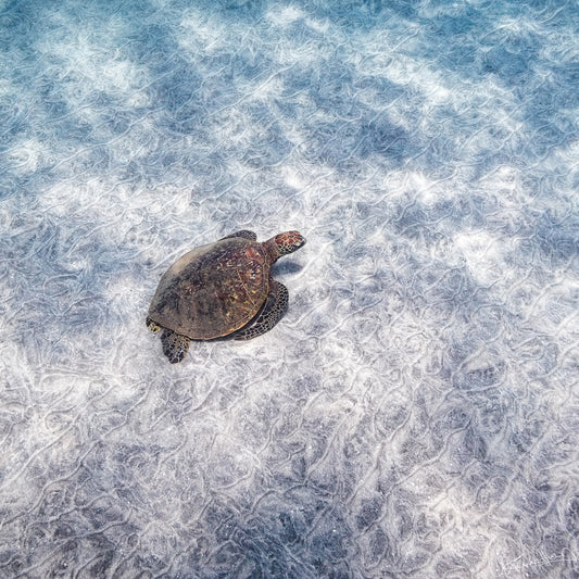 Turtle on a textured white surface