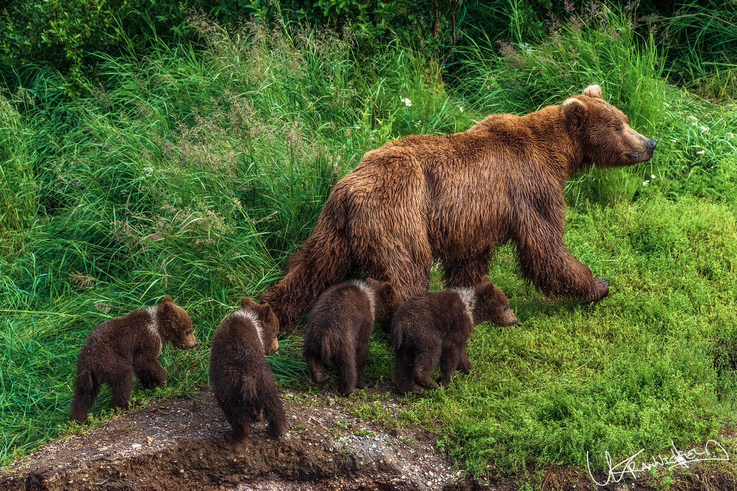 Brown bear with cubs walking through a grassy area