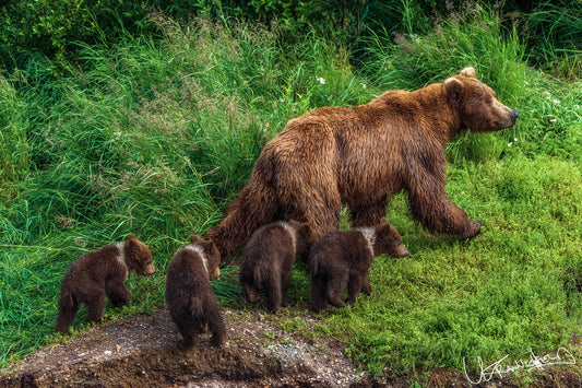 Brown bear with cubs walking through a grassy area