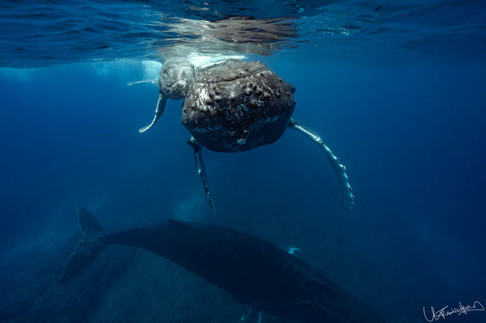 mom and calf humpback whale underwater with a watchful escort nearby