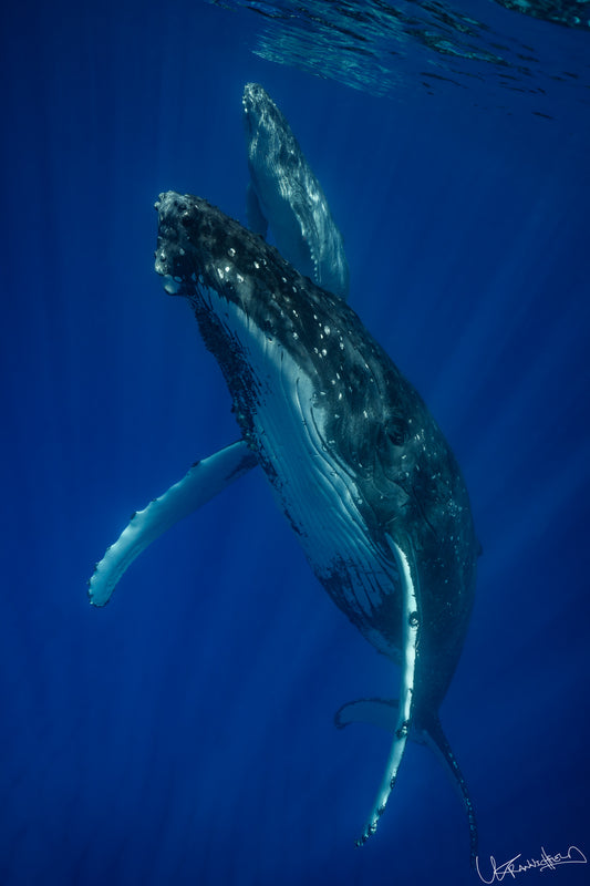 Humpback whales, mom and calf, underwater in deep blue water.