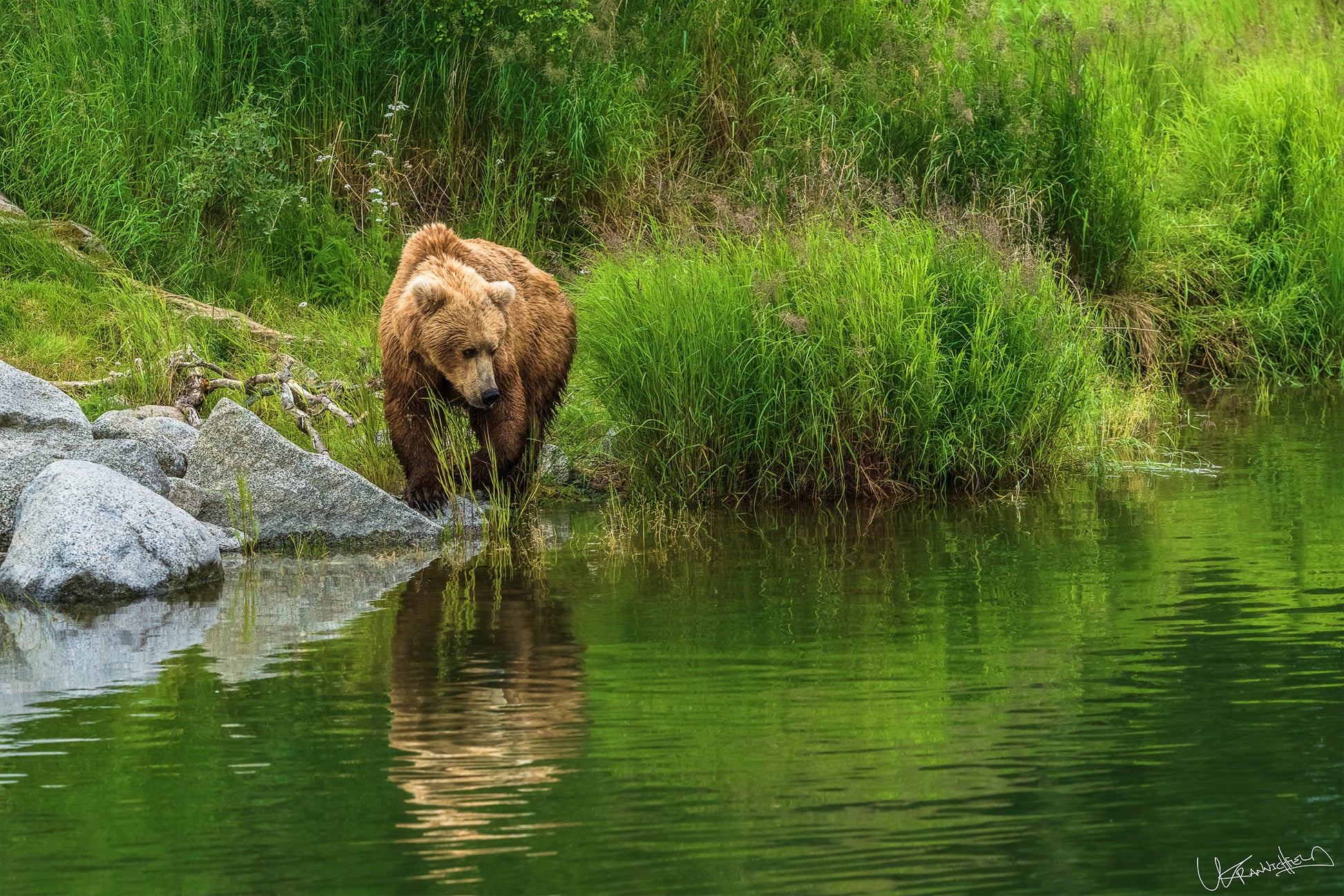 Brown bear standing near a body of water with green grass and rocks in the background