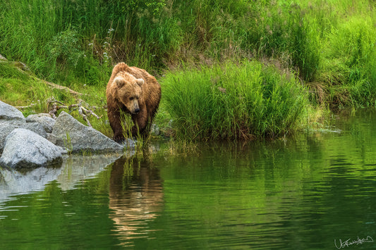 Brown bear standing near a body of water with green grass and rocks in the background