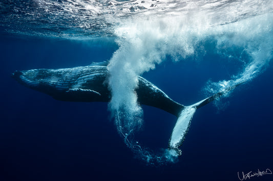Humpback whale underwater with a large splash