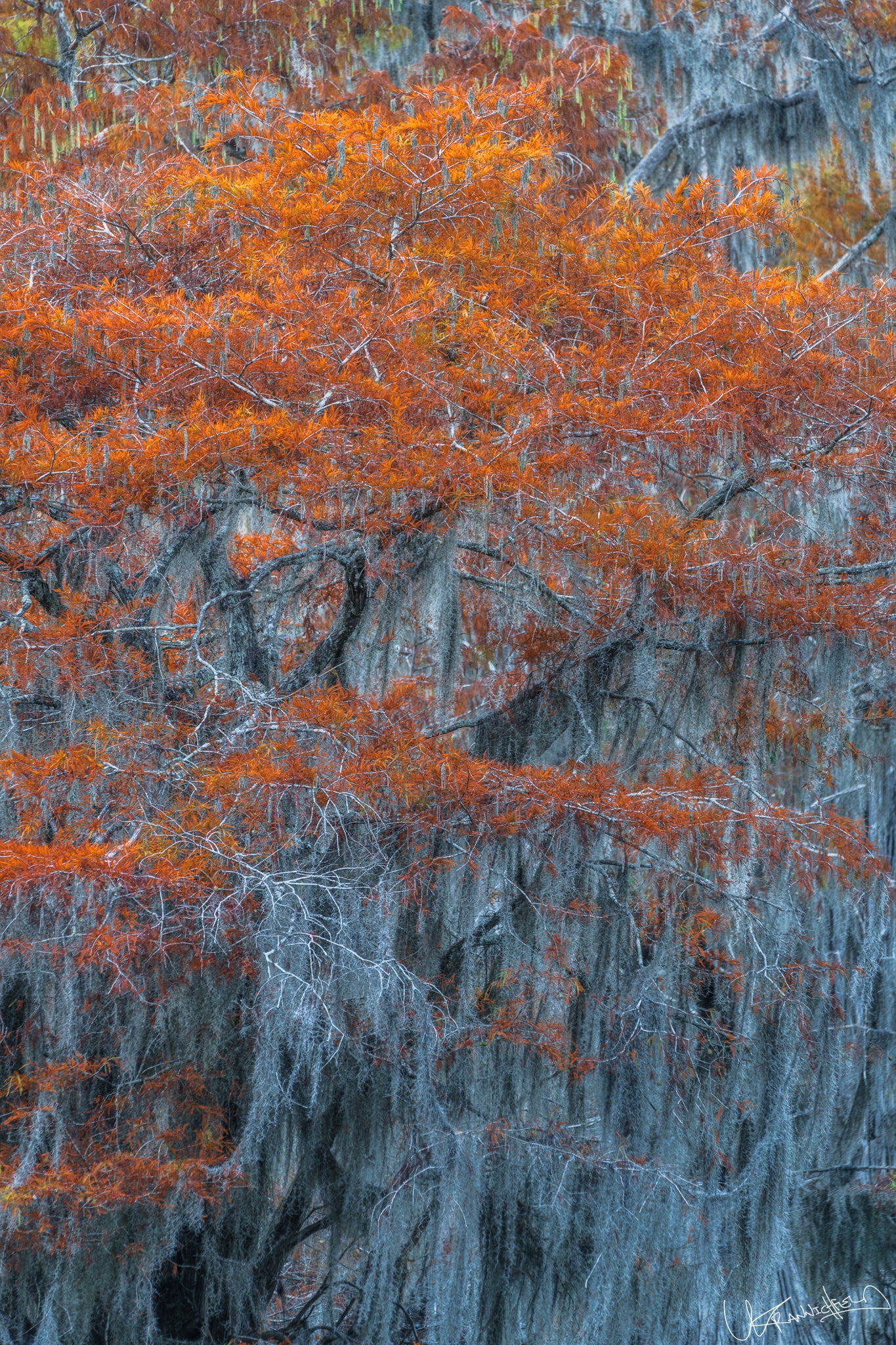 Caddo Lake Detail 1