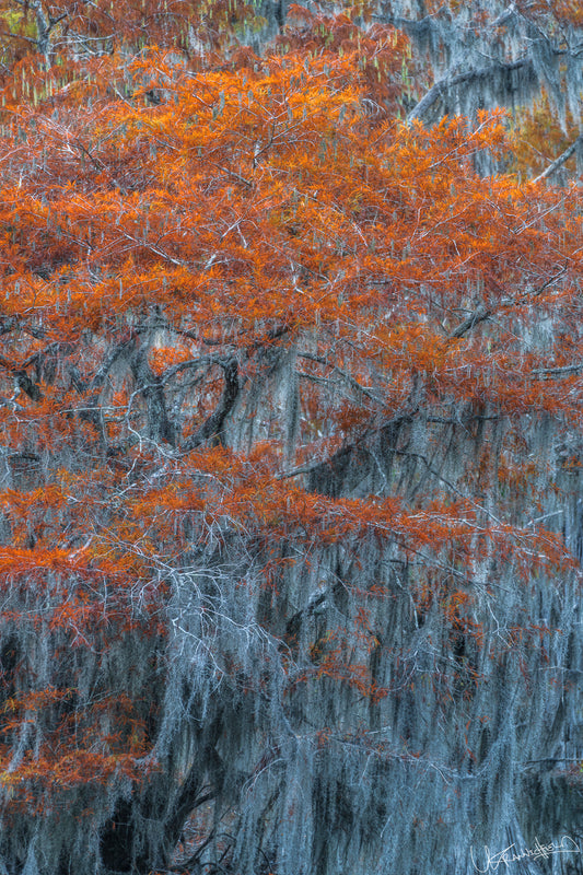 Caddo Lake Detail 1