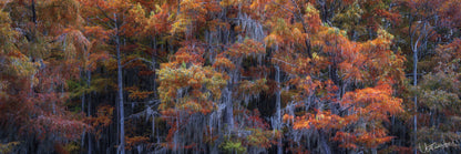 Caddo Lake Detail 2