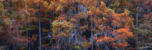 Caddo Lake Detail 2