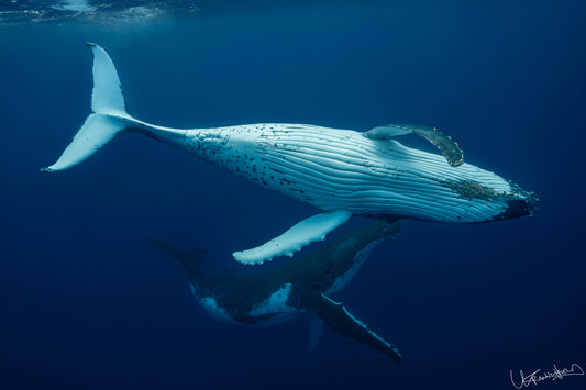 A pair of Humpback Whale swimming in the deep blue ocean of Tonga