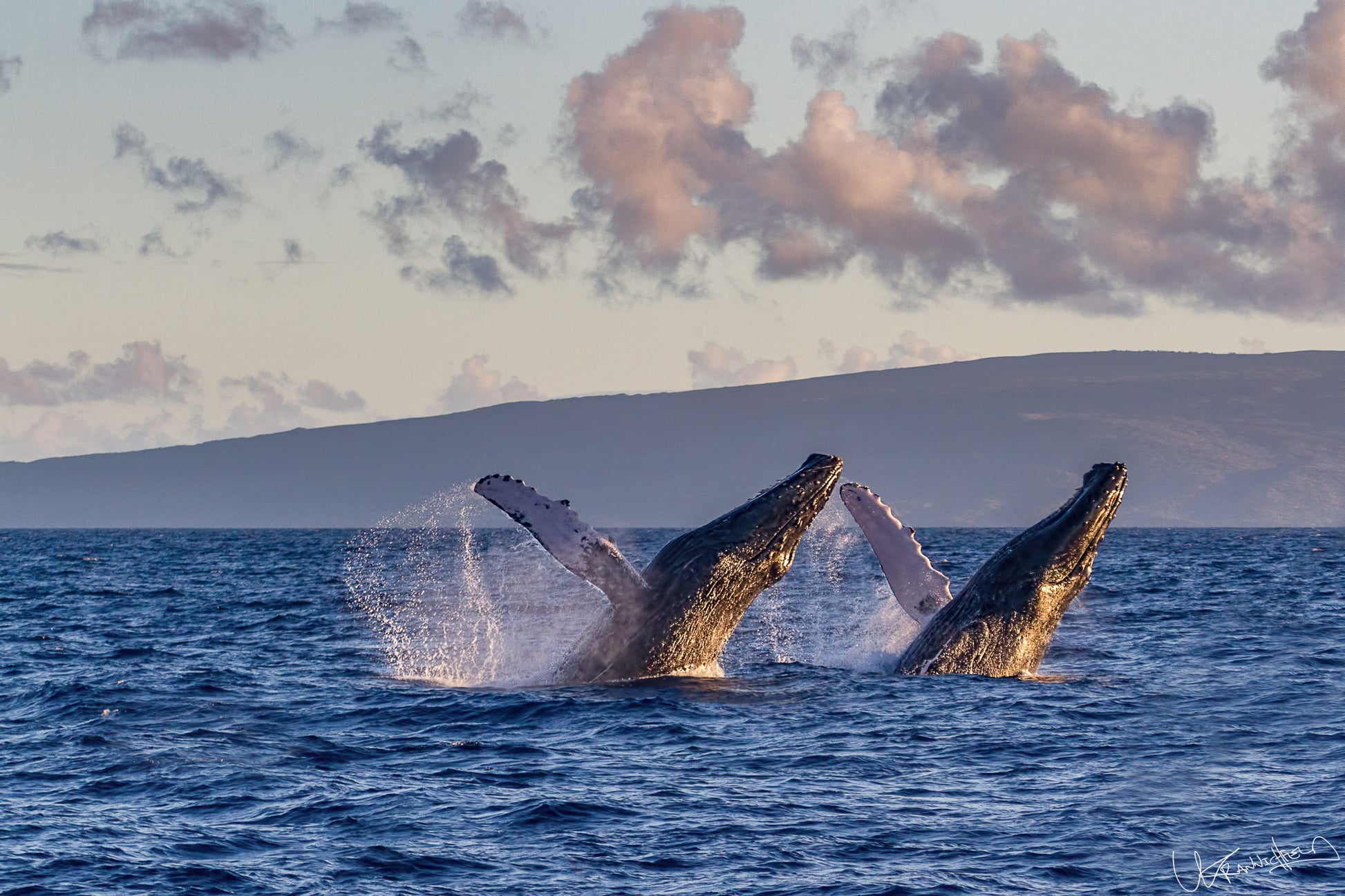 Two whales breaching in the ocean with a scenic background