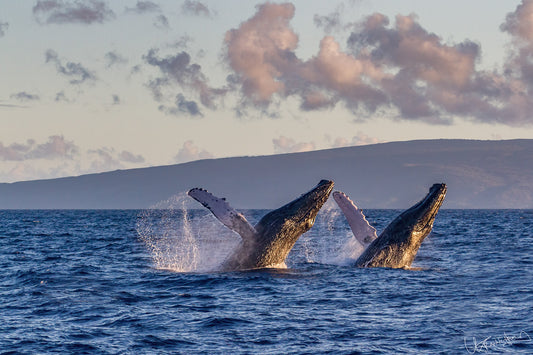 Two whales breaching in the ocean with a scenic background