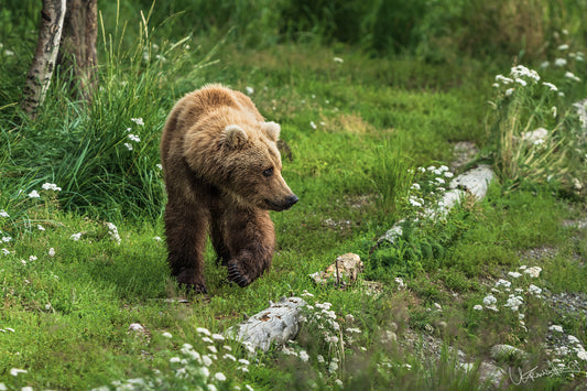 Brown bear walking through a grassy area with flowers and rocks