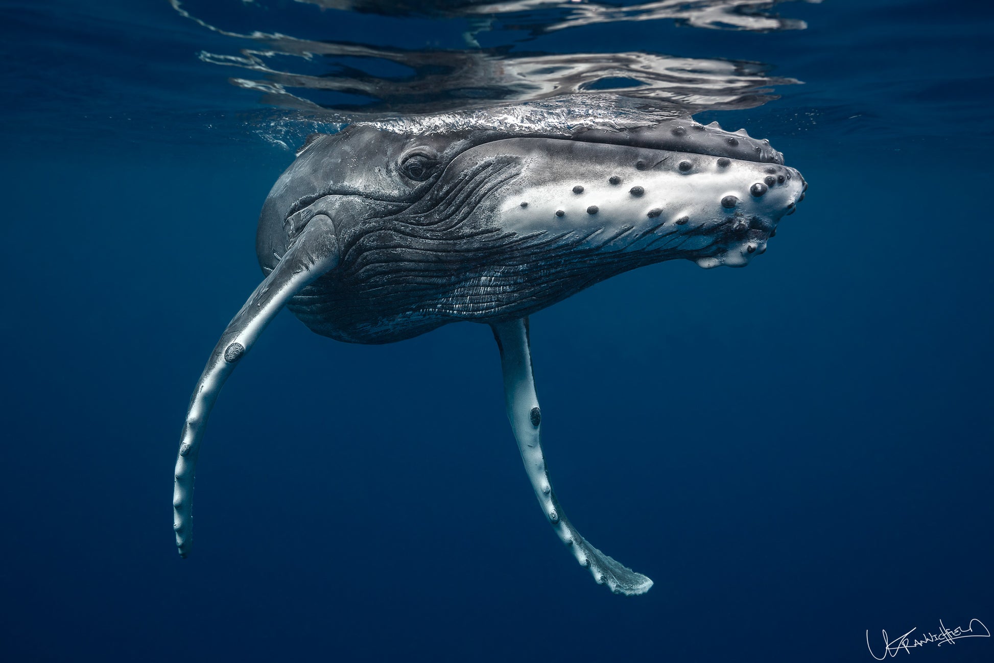 Humpback whale underwater with blue ocean background