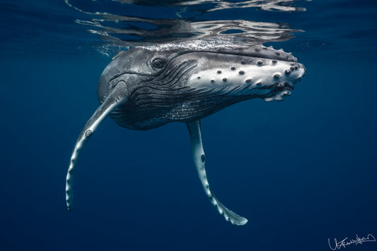 Humpback whale underwater with blue ocean background